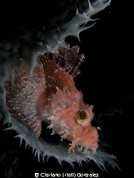 Scorpion fish resting on  sponge by Cipriano (ripli) Gonzalez 